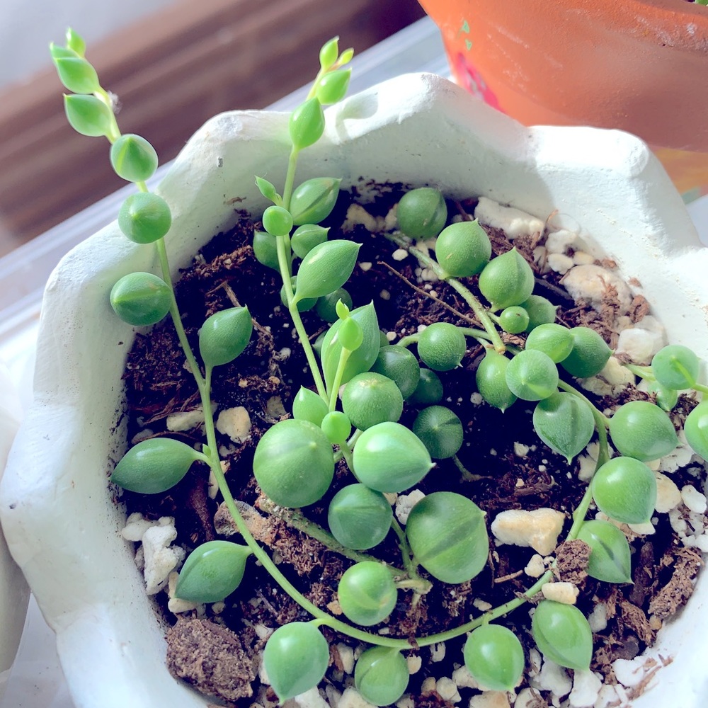 Meet your Posher, Julia